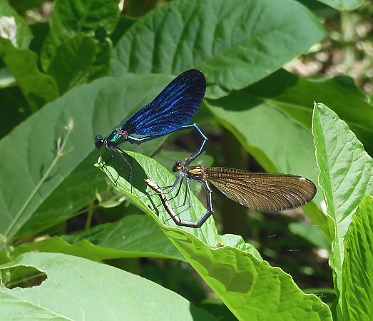 Calopteryx virgo  - Nicola Pilon