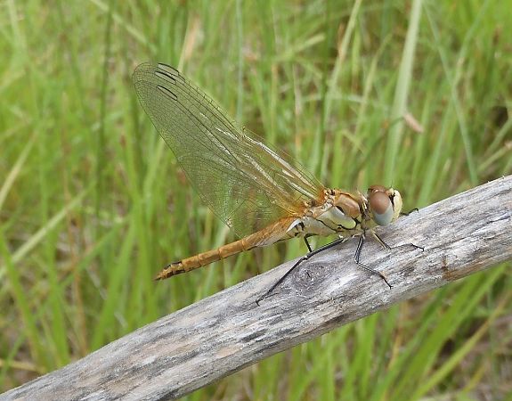 Sympetrum fonscolombei  - Nicola Pilon