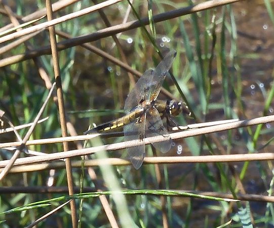 Libellula quadrimaculata  - Nicola Pilon