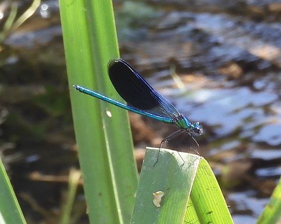 Calopteryx splendens  - Nicola Pilon