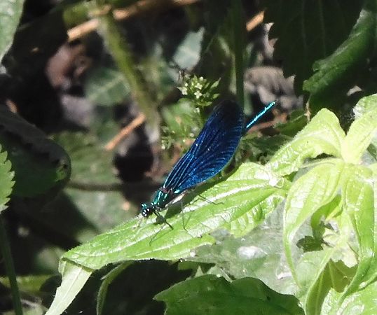Calopteryx virgo  - Nicola Pilon