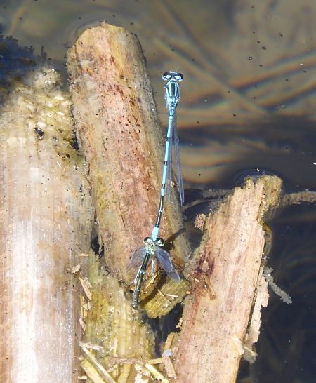 Coenagrion puella  - Nicola Pilon