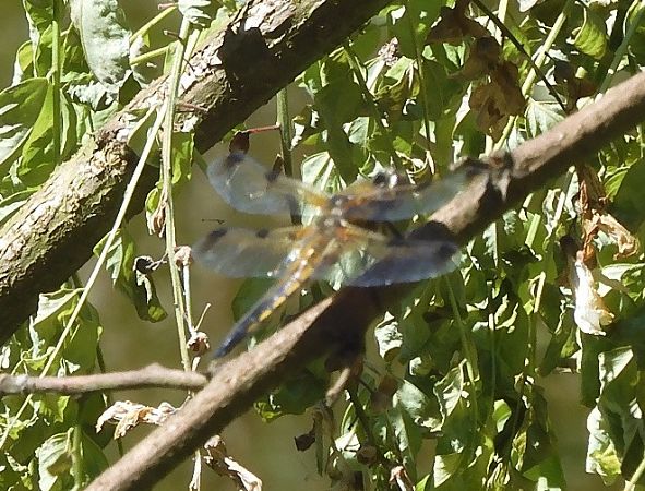 Libellula quadrimaculata  - Nicola Pilon