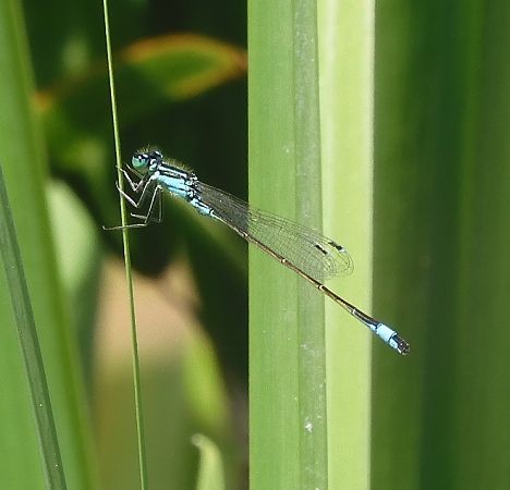 Ischnura elegans  - Nicola Pilon
