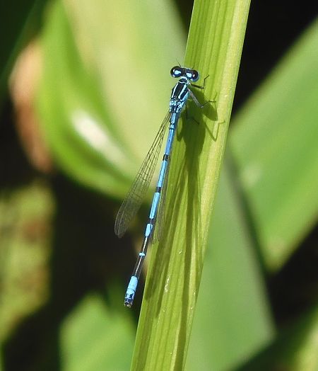 Coenagrion puella  - Nicola Pilon