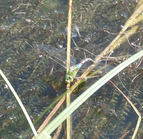 Anax imperator  - Nicola Pilon