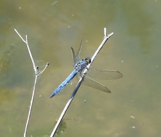 Orthetrum coerulescens  - Nicola Pilon