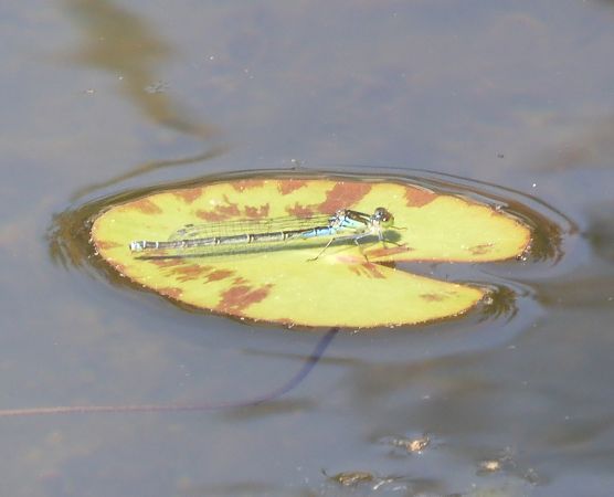Erythromma viridulum  - Nicola Pilon