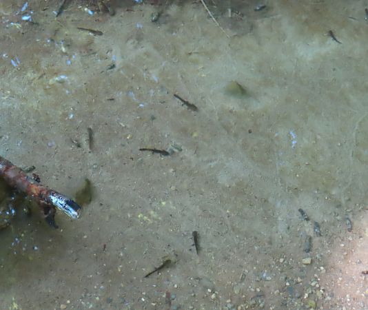 Salamandra pezzata  - Nicola Pilon