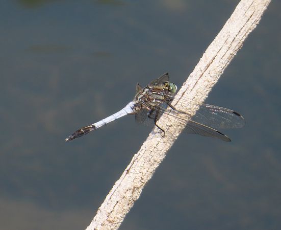 Orthetrum albistylum  - Nicola Pilon