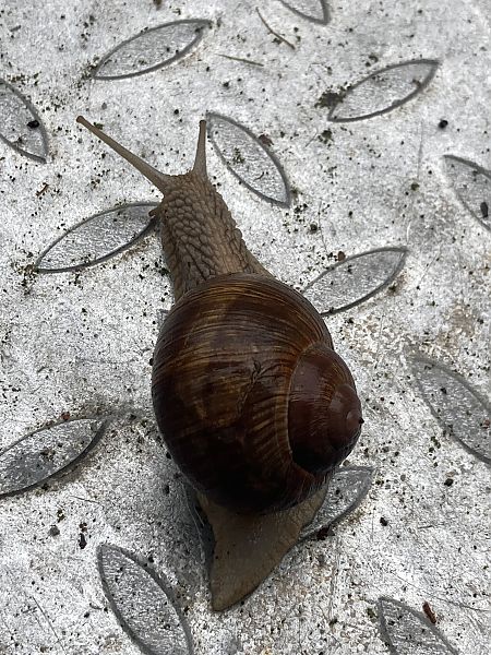 Helix pomatia  - Federico Pino