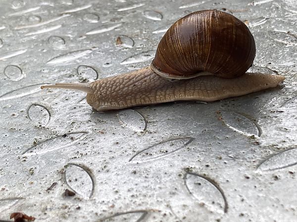 Helix pomatia  - Federico Pino