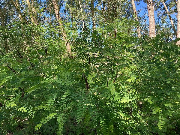 Amorpha fruticosa  - Federico Pino