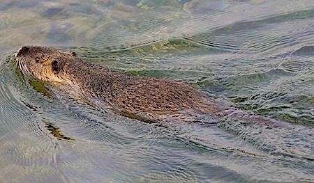 Nutria  - Angelo Pasqua