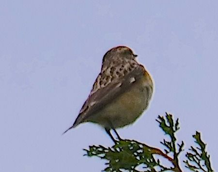 Whinchat  - Angelo Pasqua