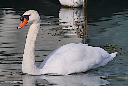 Cigno reale  - Angelo Pasqua