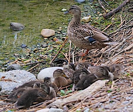 Canard colvert  - Angelo Pasqua