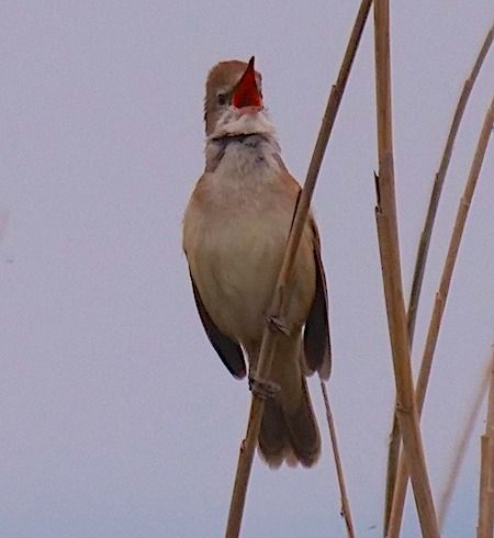 Great Reed Warbler  - Angelo Pasqua