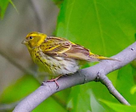 Serin cini  - Angelo Pasqua