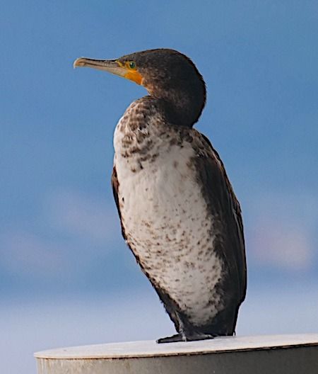 Cormorano  - Angelo Pasqua