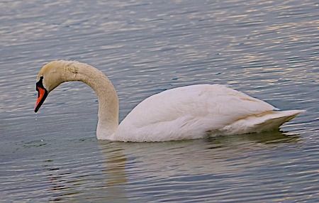 Cigno reale  - Angelo Pasqua