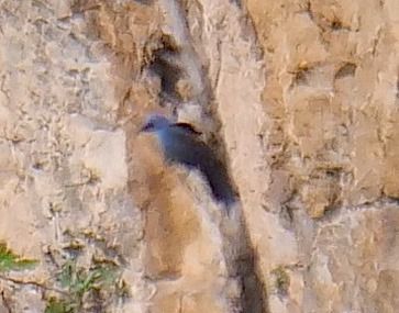 Passero solitario  - Angelo Pasqua