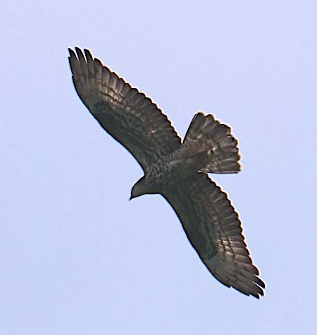 Wespenbussard  - Angelo Pasqua