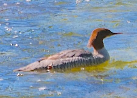 Common Merganser  - Angelo Pasqua