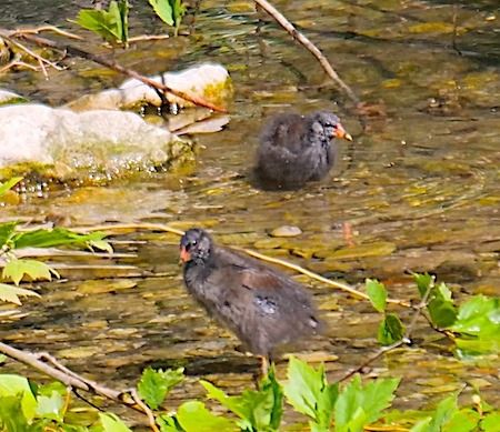 Gallinella d'acqua  - Angelo Pasqua