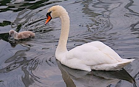 Cigno reale  - Angelo Pasqua