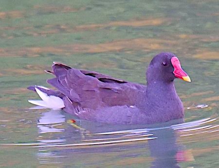 Gallinella d'acqua  - Angelo Pasqua