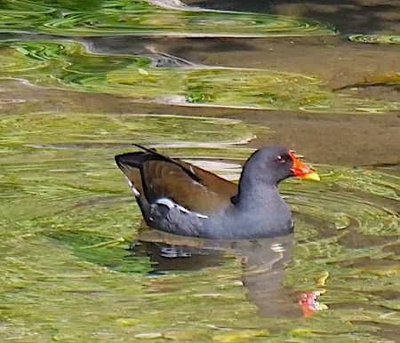 Gallinella d'acqua  - Angelo Pasqua
