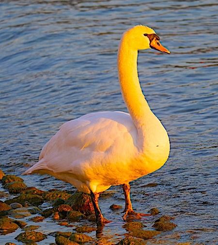 Cigno reale  - Angelo Pasqua