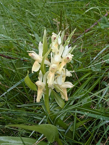 Dactylorhiza sambucina  - Andrea Ravagnani