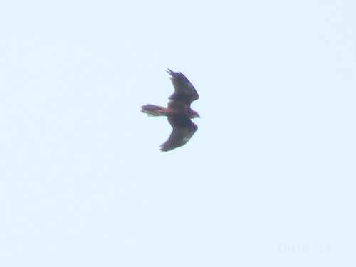 Western Marsh Harrier  - Dimitri Marrone