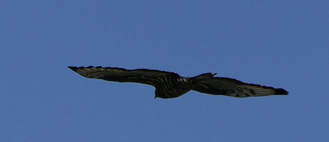 Falco pecchiaiolo  - Gaspare Adinolfi