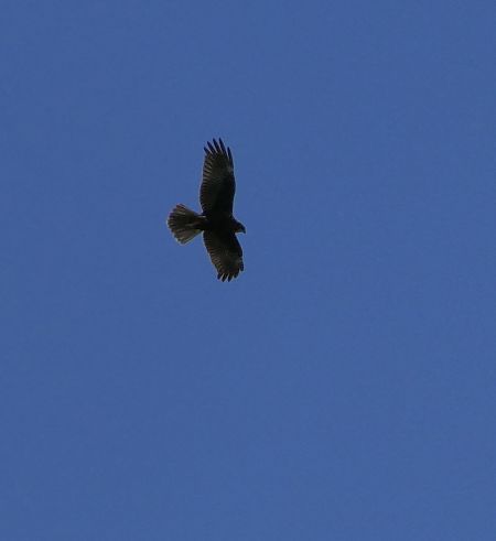 Falco pecchiaiolo  - Gaspare Adinolfi