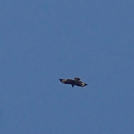 Wespenbussard  - Gaspare Adinolfi