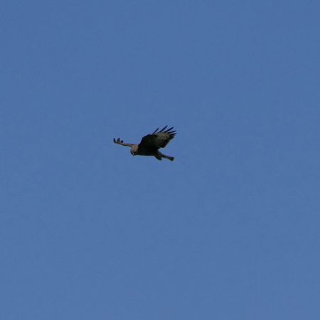 Falco pecchiaiolo  - Gaspare Adinolfi