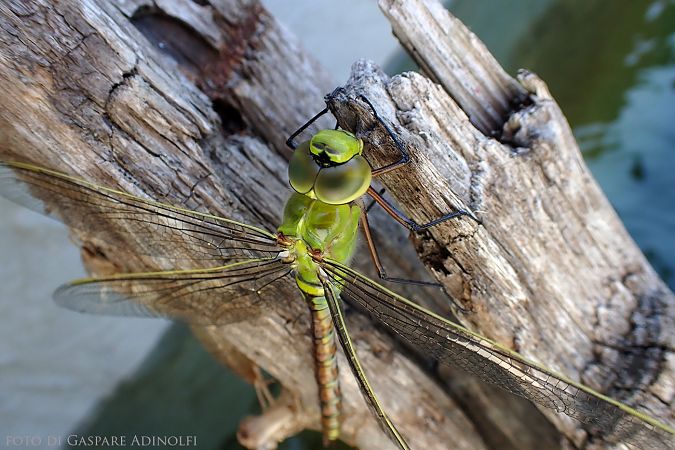 Odonata sp.  - Gaspare Adinolfi