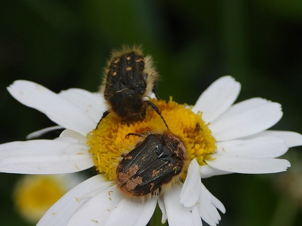 Tropinota squalida  - Mirko Tomasi