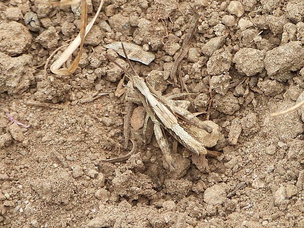 Chorthippus brunneus  - Mirko Tomasi