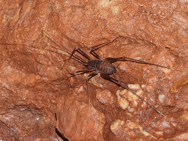 Dolichopoda sp.  - Mirko Tomasi