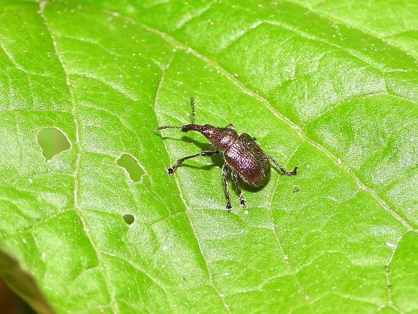 Rhynchites auratus  - Mirko Tomasi