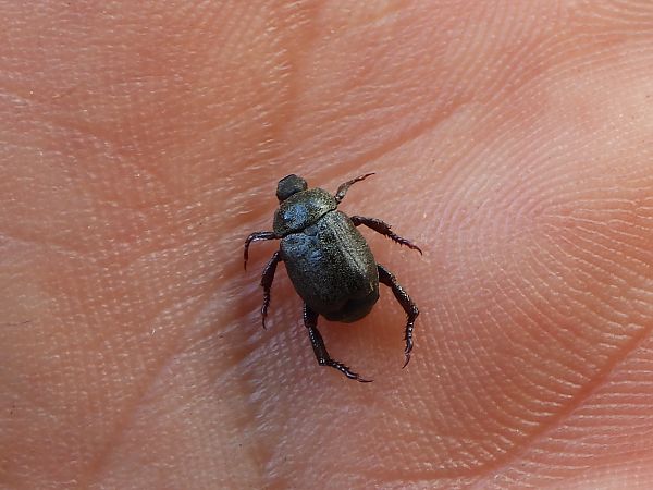 Hoplia philanthus  - Mirko Tomasi