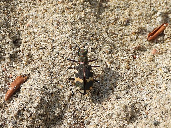 Cicindela hybrida  - Mirko Tomasi