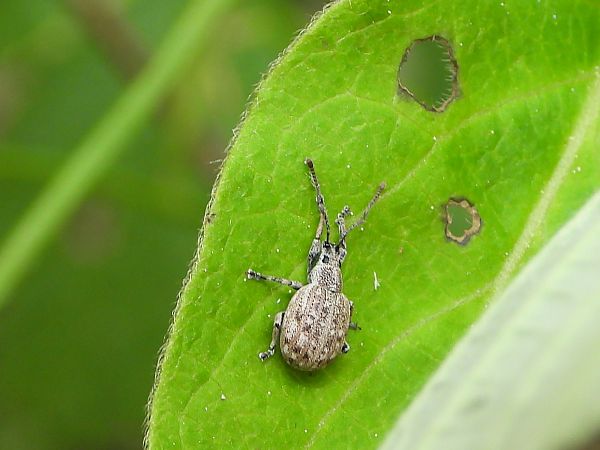 Peritelus sphaeroides  - Mirko Tomasi