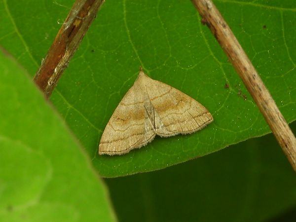 Herminia tarsicrinalis  - Mirko Tomasi