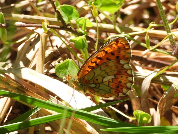 Boloria euphrosyne  - Mirko Tomasi