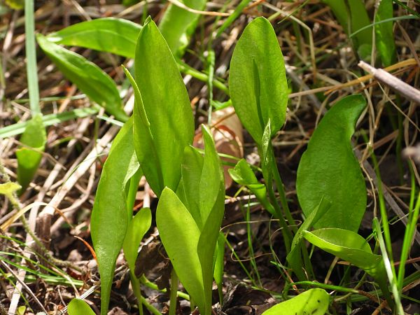 Ophioglossum vulgatum  - Mirko Tomasi